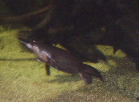 SEA LIFE Sydney Aquarium Entrance Ticket - Lismore Accommodation 18