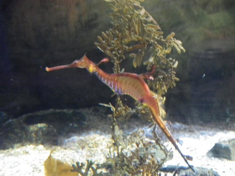 SEA LIFE Sydney Aquarium Entrance Ticket - Lismore Accommodation 12