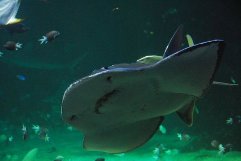 SEA LIFE Sydney Aquarium Entrance Ticket - Lismore Accommodation 20