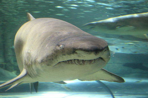 SEA LIFE Sydney Aquarium Entrance Ticket - Lismore Accommodation 5