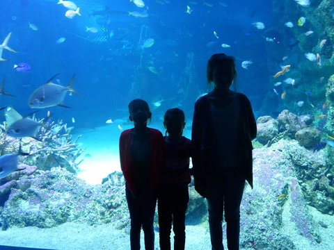 SEA LIFE Sydney Aquarium Entrance Ticket - Lismore Accommodation 10