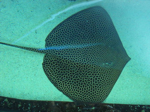 SEA LIFE Sydney Aquarium Entrance Ticket - Lismore Accommodation 16