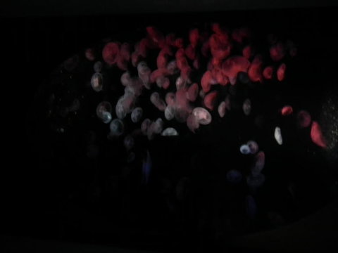 SEA LIFE Sydney Aquarium Entrance Ticket - Lismore Accommodation 11