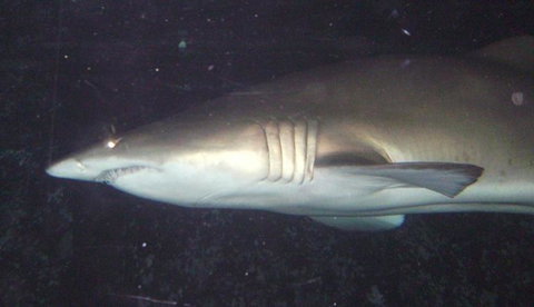 SEA LIFE Sydney Aquarium Entrance Ticket - Lismore Accommodation 19