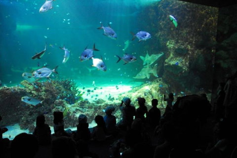SEA LIFE Sydney Aquarium Entrance Ticket - Lismore Accommodation 21