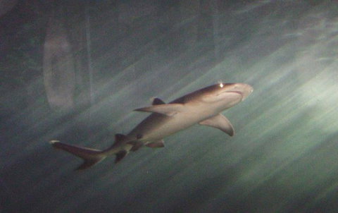 SEA LIFE Sydney Aquarium Entrance Ticket - Lismore Accommodation 17