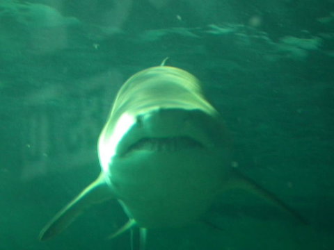 SEA LIFE Sydney Aquarium Entrance Ticket - Lismore Accommodation 13