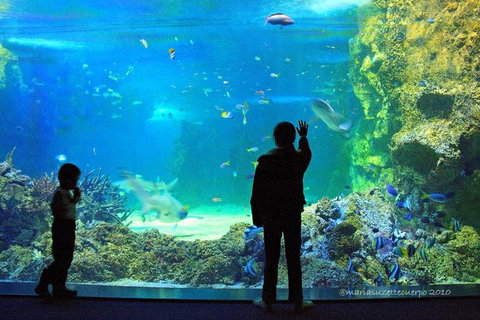 SEA LIFE Sydney Aquarium Entrance Ticket - Lismore Accommodation 15