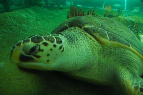 SEA LIFE Sydney Aquarium Entrance Ticket - Lismore Accommodation 25