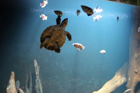 SEA LIFE Sydney Aquarium Entrance Ticket - Lismore Accommodation 4