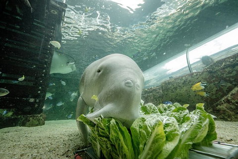 SEA LIFE Sydney Aquarium Entrance Ticket - Lismore Accommodation 34