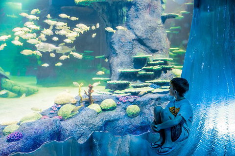SEA LIFE Sydney Aquarium Entrance Ticket - Lismore Accommodation 28