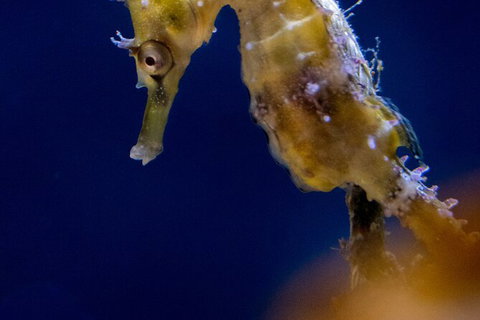 SEA LIFE Sydney Aquarium Entrance Ticket - Lismore Accommodation 27