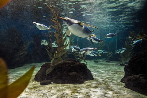 SEA LIFE Sydney Aquarium Entrance Ticket - Lismore Accommodation 29