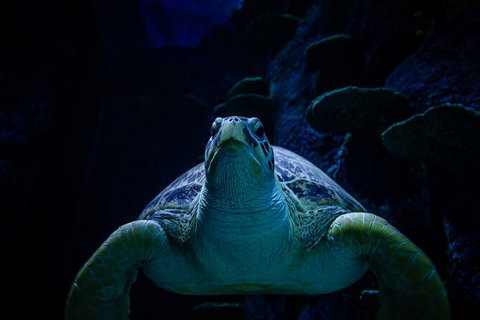 SEA LIFE Sydney Aquarium Entrance Ticket - Lismore Accommodation 33