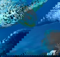 Sydney Shore Excursion SEA LIFE Sydney Aquarium Entrance Ticket - Lismore Accommodation