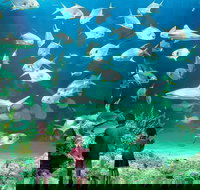 Sydney Pass SEA LIFE Aquarium Sydney Tower Eye WILD LIFE Sydney Sydney Harbour Cruise and Madame Tussauds - Lismore Accommodation