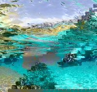 Sydney 3-Hour Snorkeling Tour - Lismore Accommodation