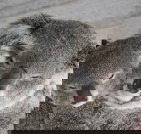 Featherdale Wildlife Park General Admission - Lismore Accommodation