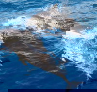 Port Stephens Day Tour From Sydney Including 4WD Sandboarding and Dolphins - Lismore Accommodation