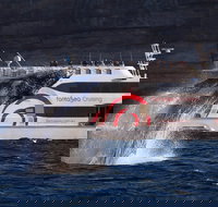 3 Hour Discovery Cruise Ultimate Whale Watching Experience - Lismore Accommodation