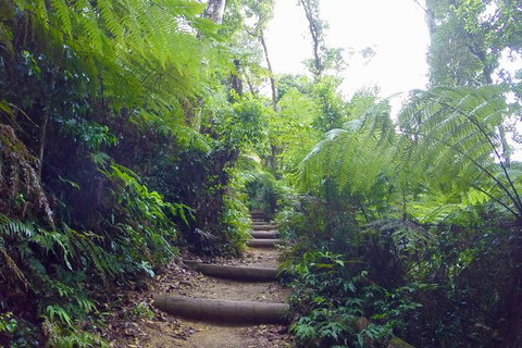 Byron Bay Kayaking With Dolphins And Mount Warning Sunrise Climb Including Overnight Camping And BBQ Dinner - Lismore Accommodation 5