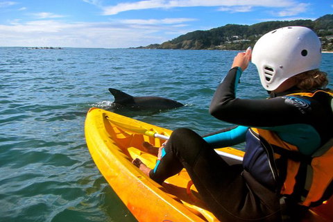 Byron Bay Kayaking With Dolphins And Mount Warning Sunrise Climb Including Overnight Camping And BBQ Dinner - Lismore Accommodation 7