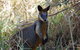 Byron Bay Kayaking With Dolphins And Mount Warning Sunrise Climb Including Overnight Camping And BBQ Dinner - thumb 6