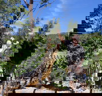 Private Shoalhaven Zoo Experience from Sydney - Lismore Accommodation