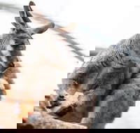 Sydney Shore Excursion WILD LIFE Sydney Entrance Ticket - Lismore Accommodation