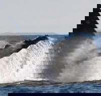 Sydney Eco Whale Watching Small Group Cruise - Lismore Accommodation