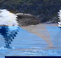 Whale Watching Jervis Bay - Lismore Accommodation