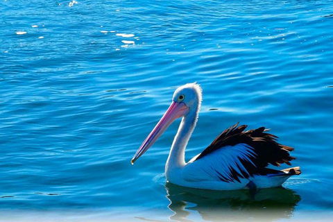 Newcastle And Central Coast Private Shore Excursion | Departs Newcastle Port - Lismore Accommodation 7