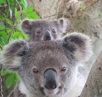 Byron Bay Wildlife Safari - Lismore Accommodation