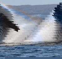 Jervis Bay Whale Watching Tour - Lismore Accommodation