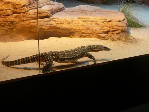 WILD LIFE Sydney Entrance Ticket - Lismore Accommodation 17