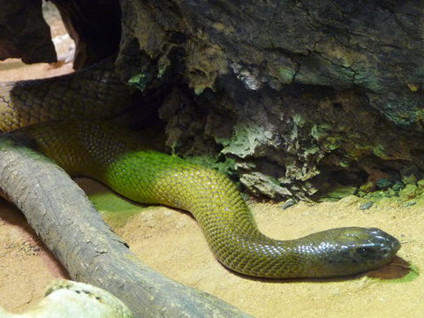 WILD LIFE Sydney Entrance Ticket - Lismore Accommodation 8