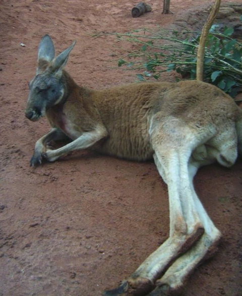 WILD LIFE Sydney Entrance Ticket - Lismore Accommodation 13