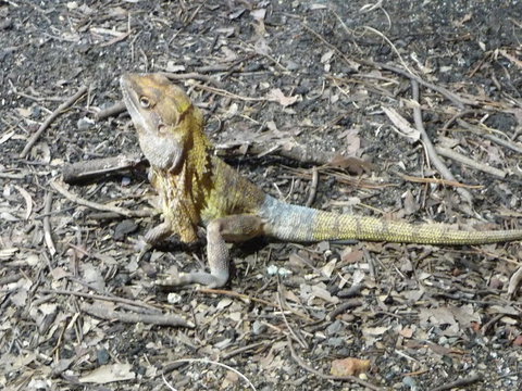 WILD LIFE Sydney Entrance Ticket - Lismore Accommodation 9