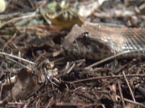 WILD LIFE Sydney Entrance Ticket - Lismore Accommodation 12