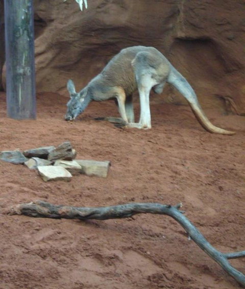 WILD LIFE Sydney Entrance Ticket - Lismore Accommodation 14