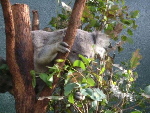 WILD LIFE Sydney Entrance Ticket - Lismore Accommodation 16