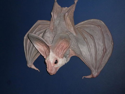 WILD LIFE Sydney Entrance Ticket - Lismore Accommodation 6