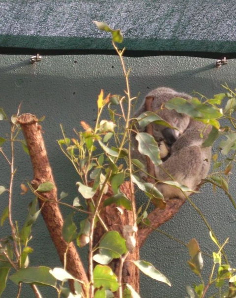 WILD LIFE Sydney Entrance Ticket - Lismore Accommodation 15