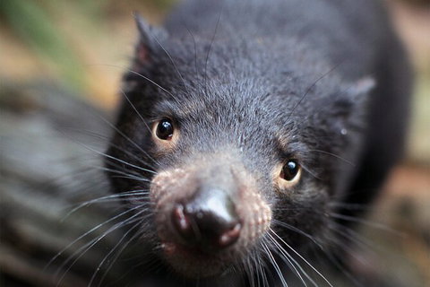 WILD LIFE Sydney Entrance Ticket - Lismore Accommodation 19