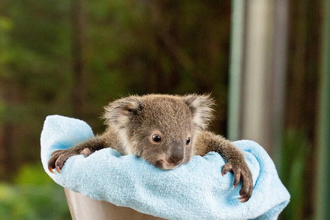 WILD LIFE Sydney Entrance Ticket - Lismore Accommodation 25