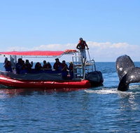Byron Bay Whale Watching Cruise - Lismore Accommodation
