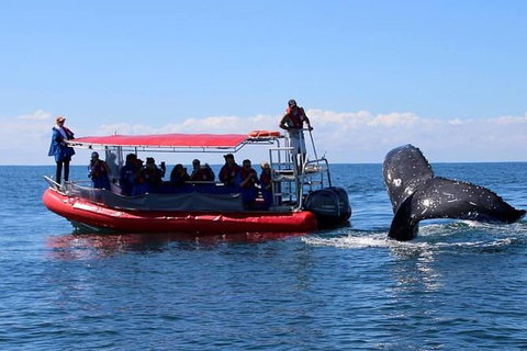 Byron Bay Whale Watching Cruise - Lismore Accommodation 0