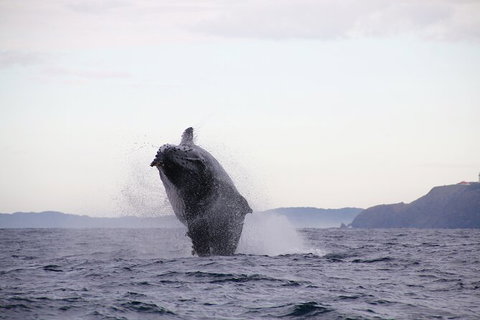 Byron Bay Whale Watching Cruise - Lismore Accommodation 9