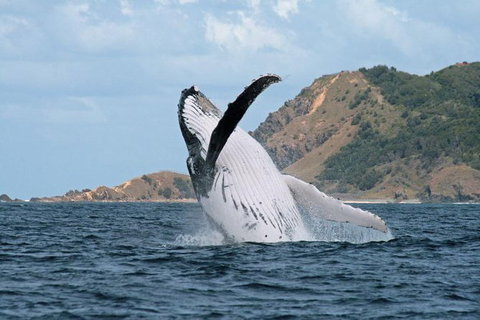 Byron Bay Whale Watching Cruise - Lismore Accommodation 7